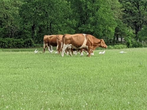 200 Blisard Rd, Webberville TX 78621-5018 exterior