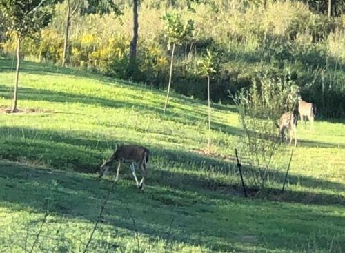 713 Baywood Dr, Taylor Lake Village TX exterior