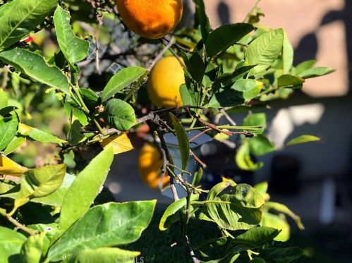 1602 Raymar St, Santa Ana CA 92703-4619 exterior