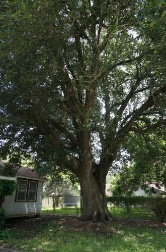 1201 Valderas St, Angleton, TX 77515-3228