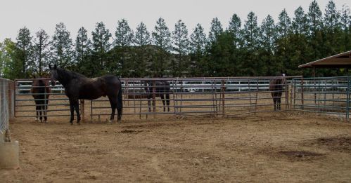 10807 Spanish Grant Rd, Elk Grove, CA 95624-9636
