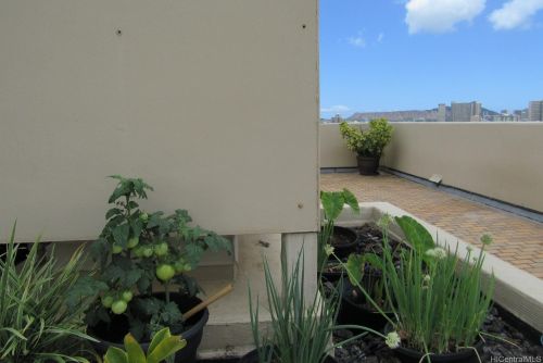 1505 Alexander St, Honolulu HI  96822-4978 exterior