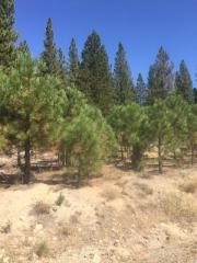 119 Saddle Ridge Rd, Clio, CA