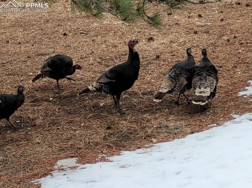 17485 Chipped Arrow Way, Woodmoor CO 80132-8505 exterior