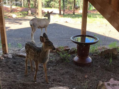 84 Pne Ln, Woodland Park CO 80863-9535 exterior