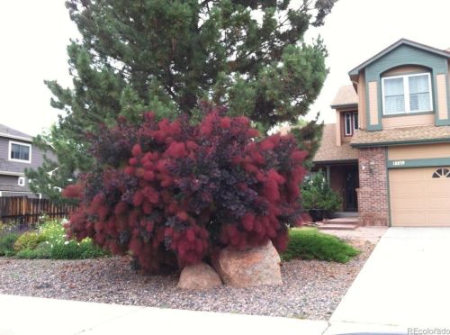 12859 55th Pl, Arvada CO  80002-1338 exterior