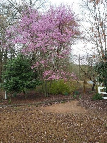 1310 Grapevine Trl, Monroe GA  30656-4513 exterior