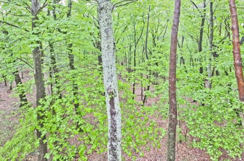 967 Fairway Dr, Big Canoe GA  30143-7212 exterior