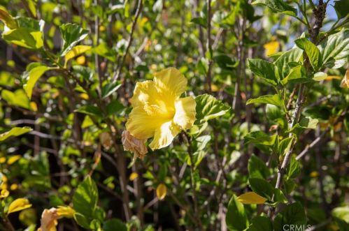 4217 Boston Ave, Glendale CA  91214-2411 exterior