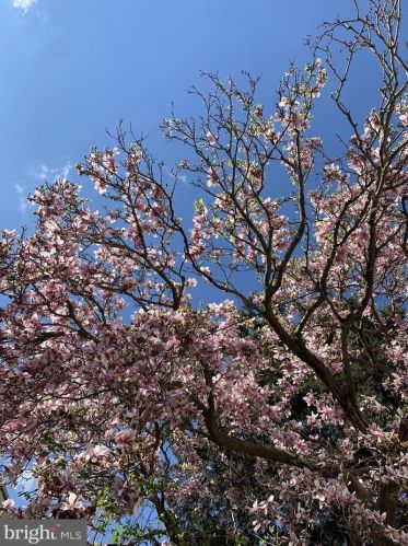 1325 Berks St, Philadelphia PA 19131-3215 exterior