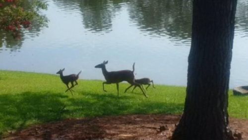 2091 Napoli Cir, Conyers GA 30012-2954 exterior