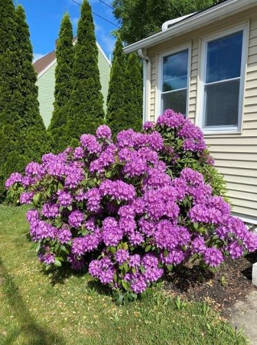 6 Idalla Rd, Worcester MA 01606-1043 exterior