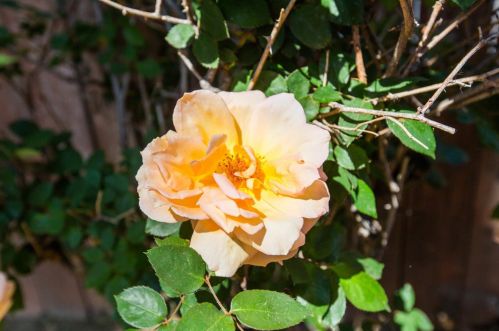 15319 Norton St, San Leandro CA  94579-2128 exterior