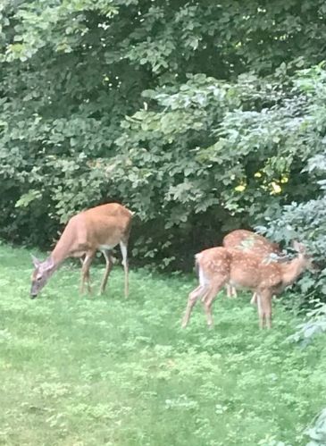 22 Mohegan St, Norfolk MA 02056-1125 exterior