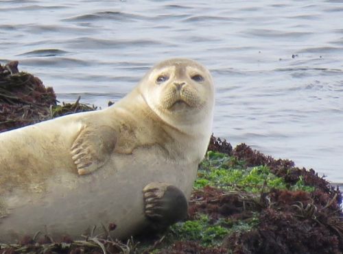 230 Wilson Rd, Nahant MA 01908-1058 exterior