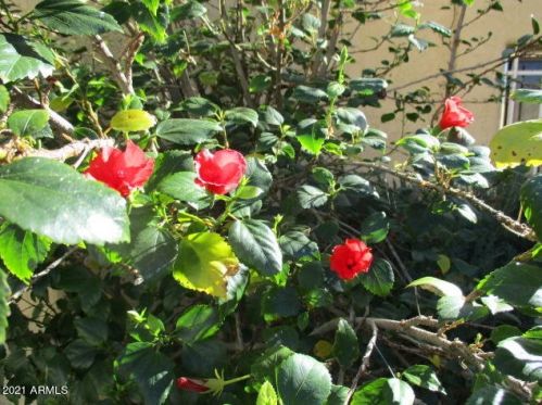 2215 Claremont St, Phoenix AZ 85015-2029 exterior