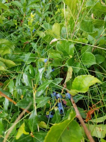 65 Morris Is Rd, Chatham MA 02633-2526 exterior