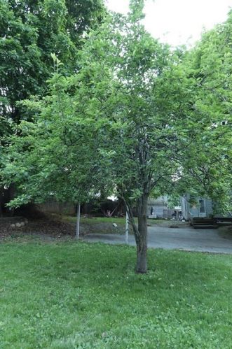 218 Norfolk St, Worcester MA 01604-2910 exterior