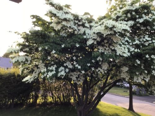 136 Randall St, Worcester MA 01606-2039 exterior