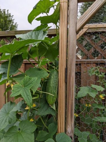 254 Paddington Ln, Lemont IL 60440-4533 exterior