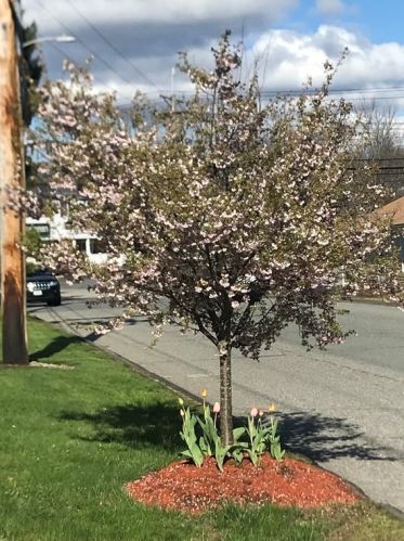 6 Idalla Rd, Worcester MA 01606-1043 exterior