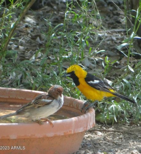 43630 20th St, Phoenix AZ 85006-2004 exterior