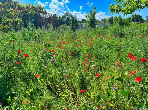 7255 61 Ave, Arvada CO 80003-5309 exterior