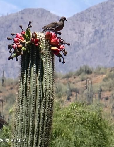43630 20th St, Phoenix AZ 85006-2004 exterior