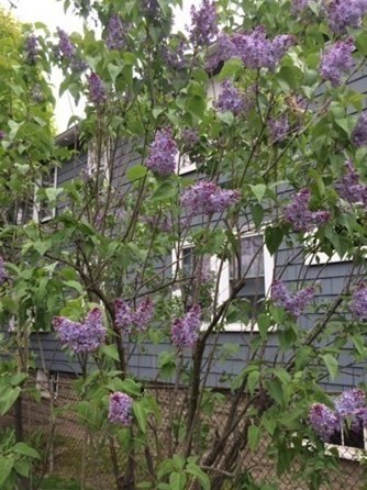 147 Highland Ave, Arlington MA 02476-7846 exterior