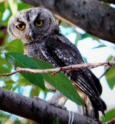 43630 20th St, Phoenix AZ 85006-2004 exterior