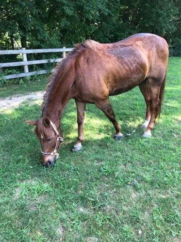 16 Pierce Rd, Sutton MA 01590-2909 exterior