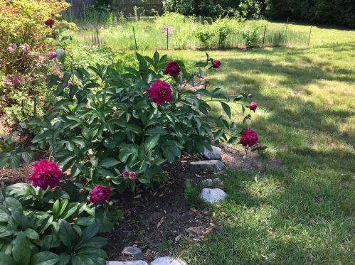 185 Pelham Rd, Amherst MA 01002-9777 exterior