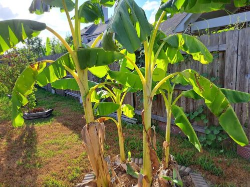 17306 Browning Trace Ln, Richmond TX 77407-2752 exterior