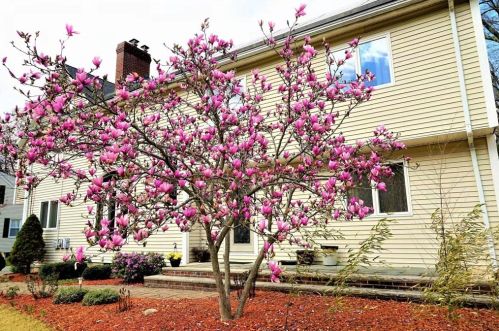 12 Beaverbrook Rd, Burlington MA 01803-1203 exterior