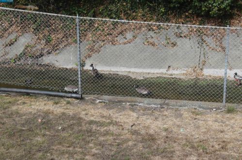 955 Burkhart Ave, San Leandro CA 94579-2031 exterior